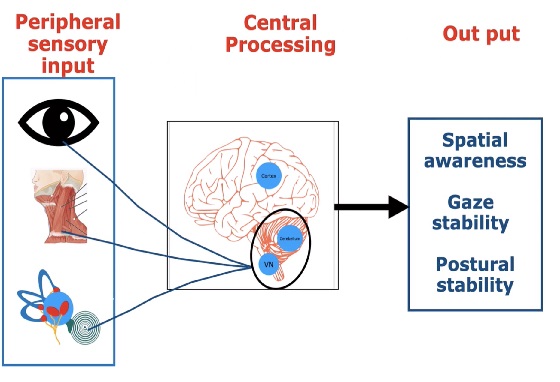 How Vestibular Therapy Can Help with Balance and Dizziness Issues